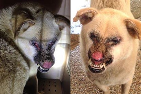 布丁剛被救援時,傷況更嚴重。 The PACK Sanctuary/提供