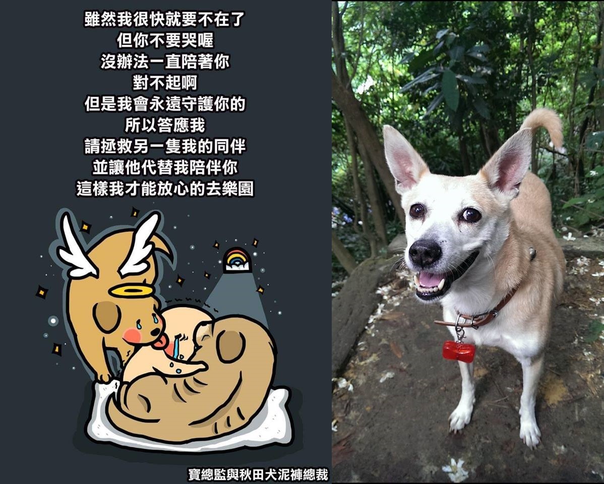 圖右是彭笙笙養了13年的黃黃，彭笙笙深信接班狗一說(左)，因此把對黃黃的愛和思念轉為實際行動，領養了花花和娜娜。　彭笙笙/提供；取自寶總監與秋田犬泥褲總裁 Director Bao & Akita Niku Ceo