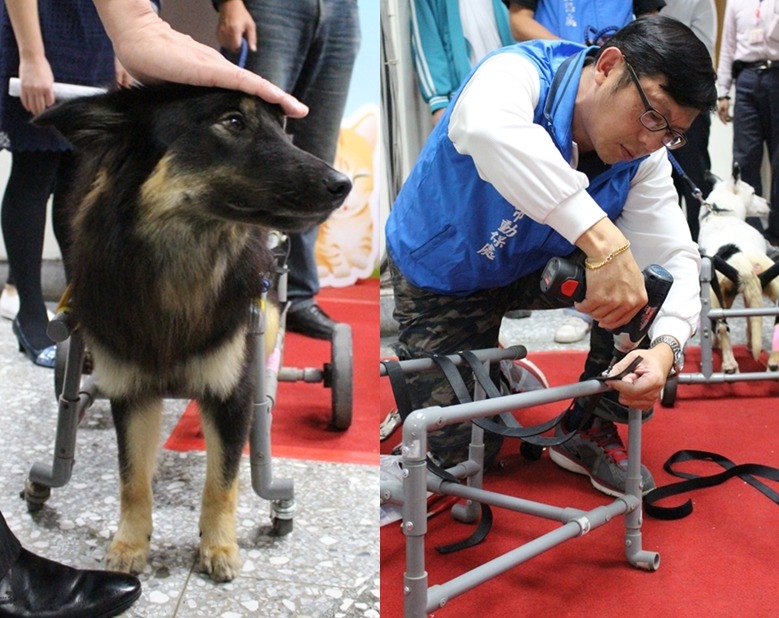 新北動保處接手的車禍癱犬多，淡水動物之家動保員朱紀庭現場示範如何用便宜材料自製狗輪椅。　黃靖雅/攝