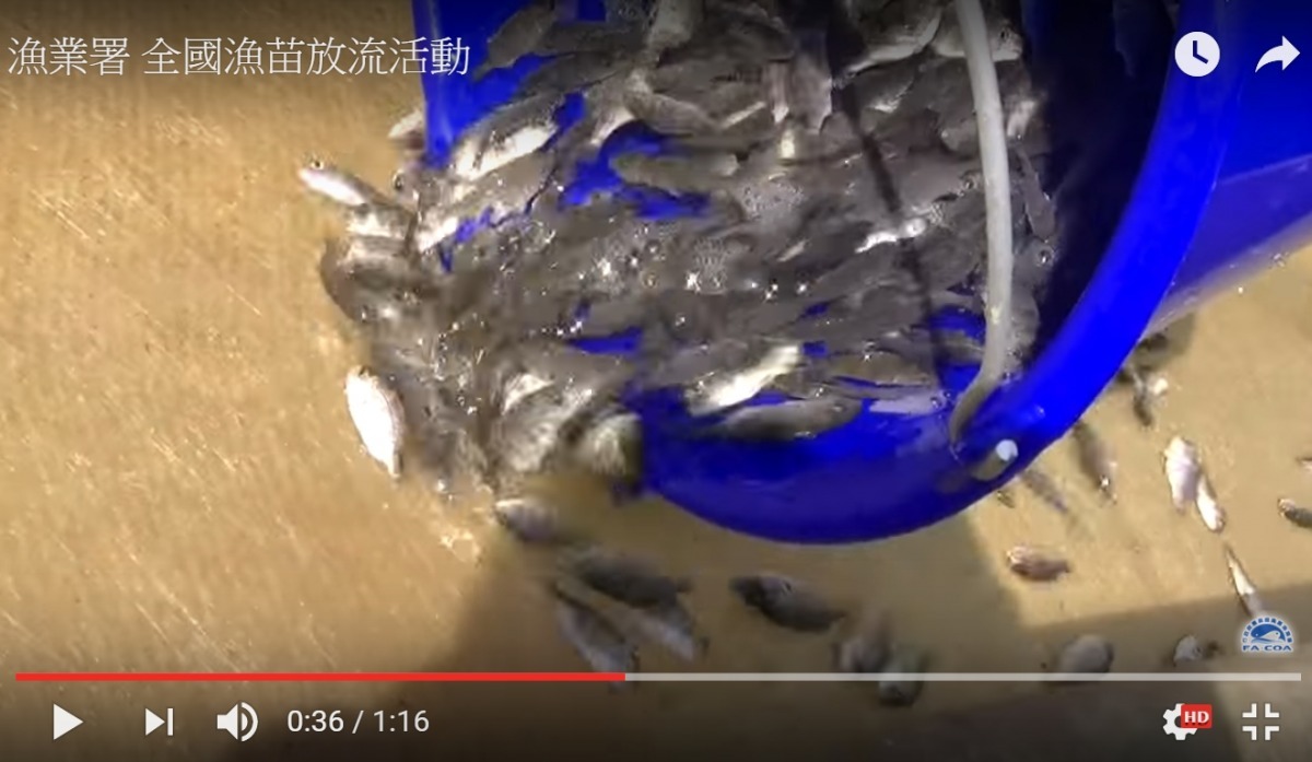 魚苗流放歸漁業署管。 示意圖。截自漁業署全國漁苗留放活動影片