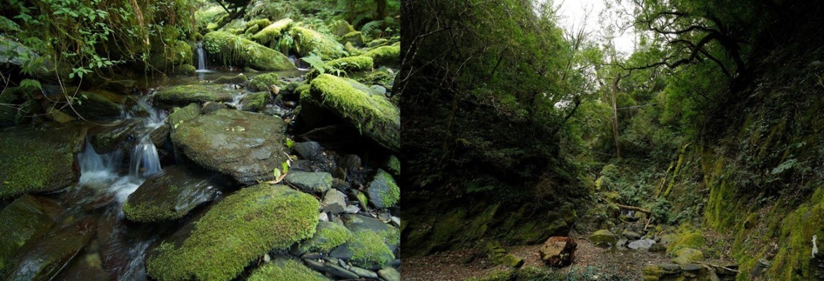 野生動物追思會指出，觀霧山椒魚的棲地應該長得像這樣。圖為拉拉山，拉拉山也是觀霧山椒魚的分布地點之一。　許志遠/攝，野生動物追思會/提供