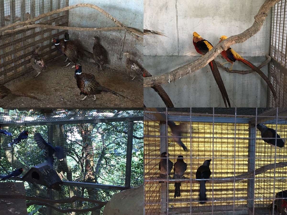 遭圈養的鳥類。　新北市動保處/提供