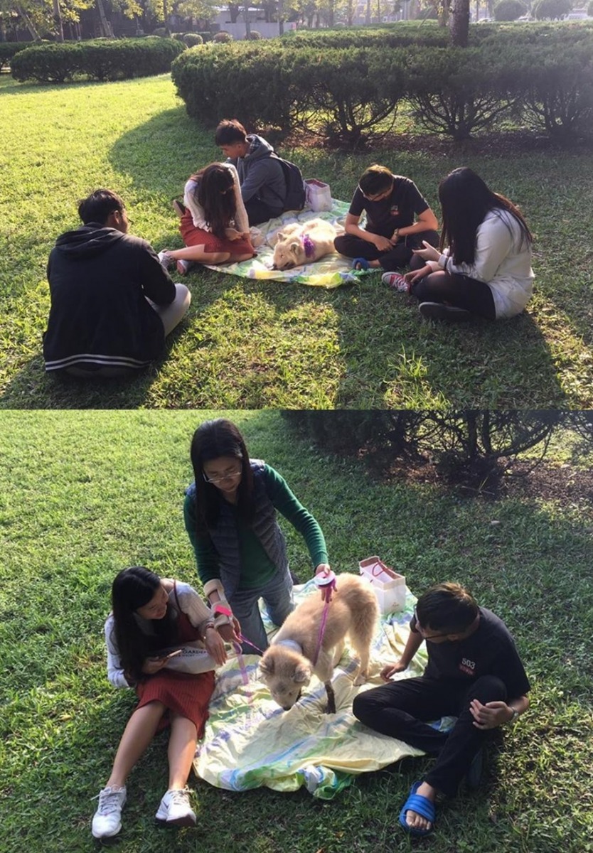 社員幫小狐準備被子和暖暖包,並讓牠在最喜歡的草地上曬曬太陽,讓喜歡牠的同學都來看看牠、摸摸牠,但小狐的精神已經很差了。 輔大愛狗社/提供