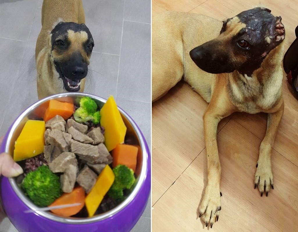 娜娜沒有因為人類的傷害而封閉自己的內心,非常活在當下。娜娜剛被領養時才7公斤,現在已經21公斤囉! 李孟寶/提供