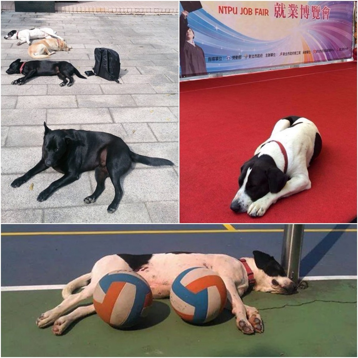牛牛以前和其他校犬們一起睡遍北大校園。 取自國立臺北大學愛動物社