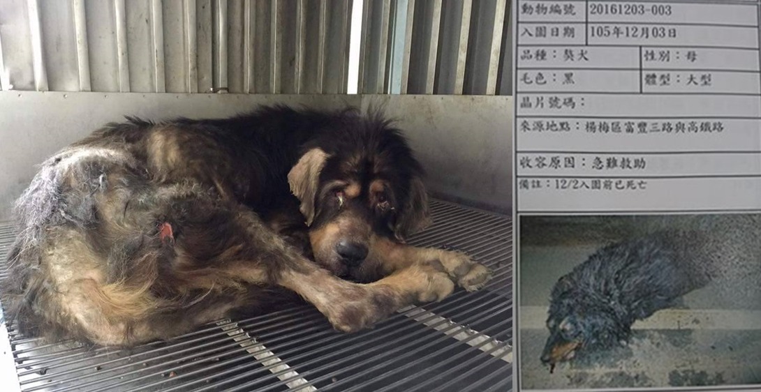 圖左為公獒犬，圖右為到所前死亡的母獒犬資料。　安東尼/提供