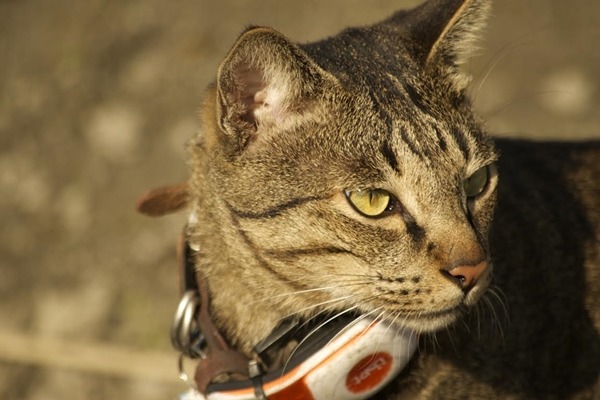 斑斑失蹤讓大家心急,透過寵物溝通師協助才找回,但為了防止斑斑再次失蹤,飼主買了GPS寵物追蹤器掛在牠的脖子上,隨時定位。 吳建興/提供