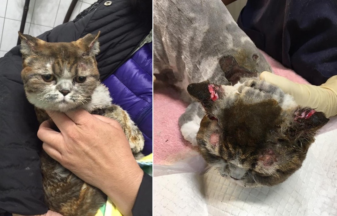 朵朵有多處受傷。　吳小姐/提供