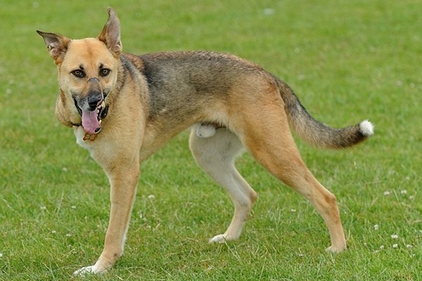 傷口復原的艾維斯非常親人，正在等待有緣人。　取自英國《每日郵報》