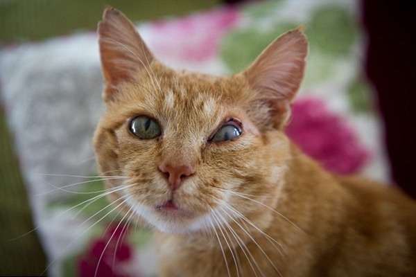 照顧尼爾森的動保團體覺得牠「怪得很可愛」。　取自英國《每日郵報》