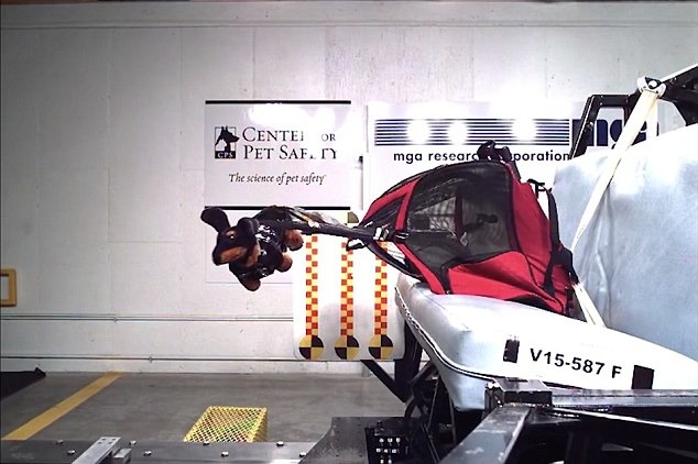 即使號稱有安全帶,如果運輸籠結構不夠強,車禍時把狗狗甩出籠外反而更危險。 取自dailymail