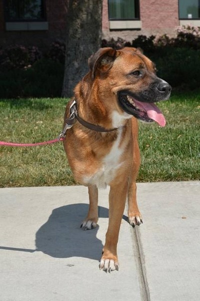 沒有人知道布里奇特為什麼少了一隻腳,但個性溫和的牠將有更多時間等待新主人。 取自The Modesto Bee