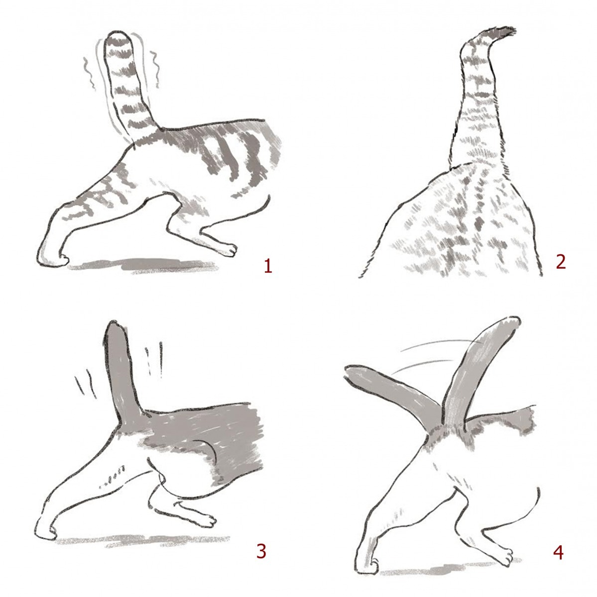貓咪尾巴呈圖1狀，代表因為看到喜歡的東西出現而非常興奮；圖2的尾巴是貓咪開心愉悅時，會出現的標準尾巴形狀；像圖3這種豎高、豎直的尾巴，表示牠現在心情不錯，且對眼前的人事物感到信任安心；當貓咪像圖4一樣輕輕搖擺尾巴時，代表牠有聽到你的呼喚，正在用尾巴回應你哦！　城邦文化/提供
