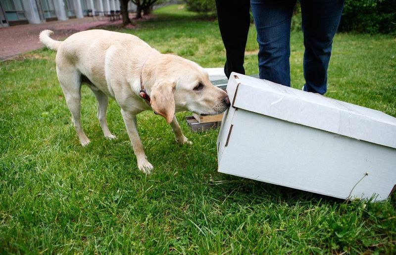 「蜂窩檢查官」麥克正在用鼻子嗅聞。Photo: Flickerwood Apiary