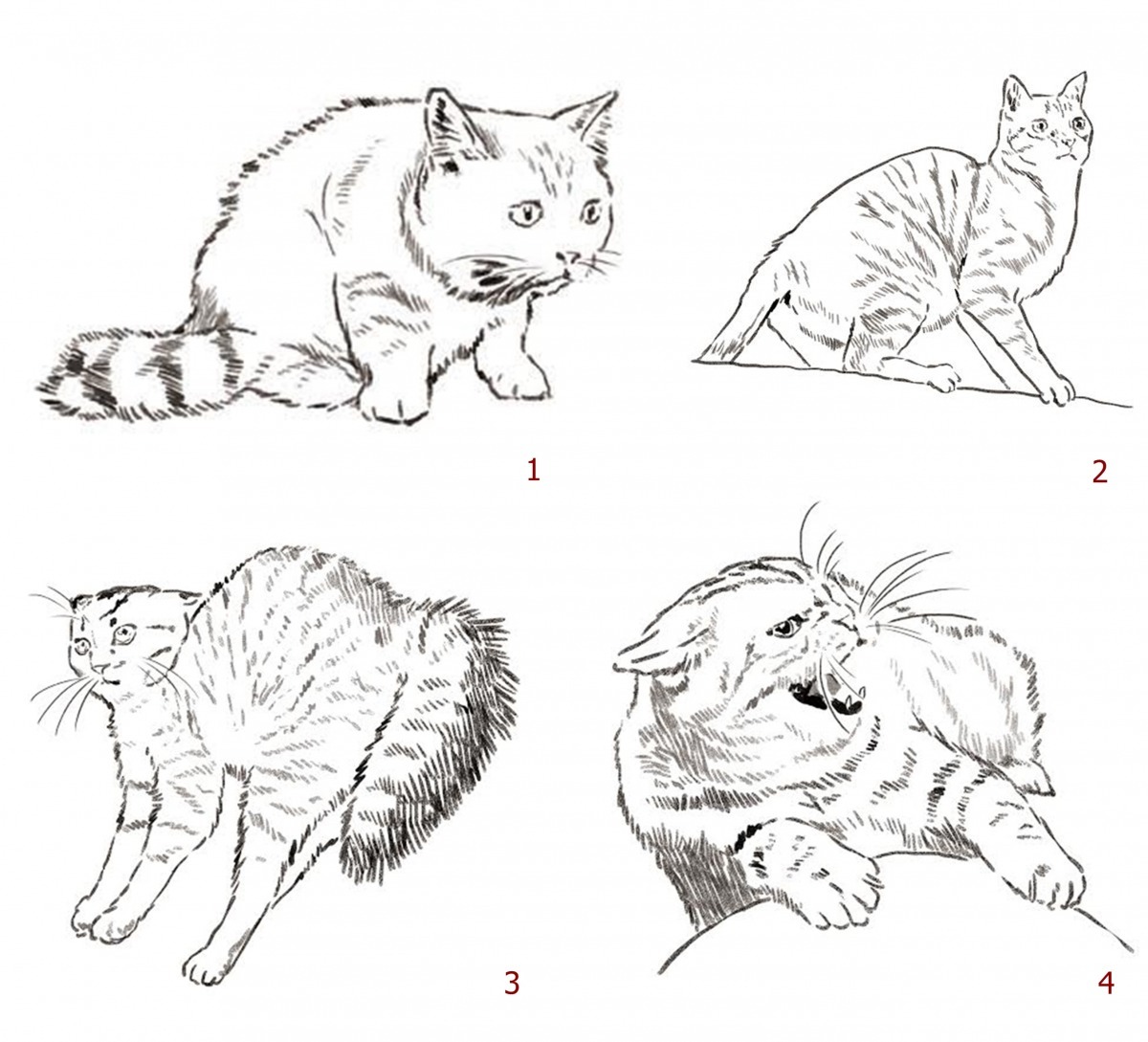 這是貓咪表達不同恐懼程度的四個樣貌，你曾在你家的貓身上看過嗎？　城邦文化/提供