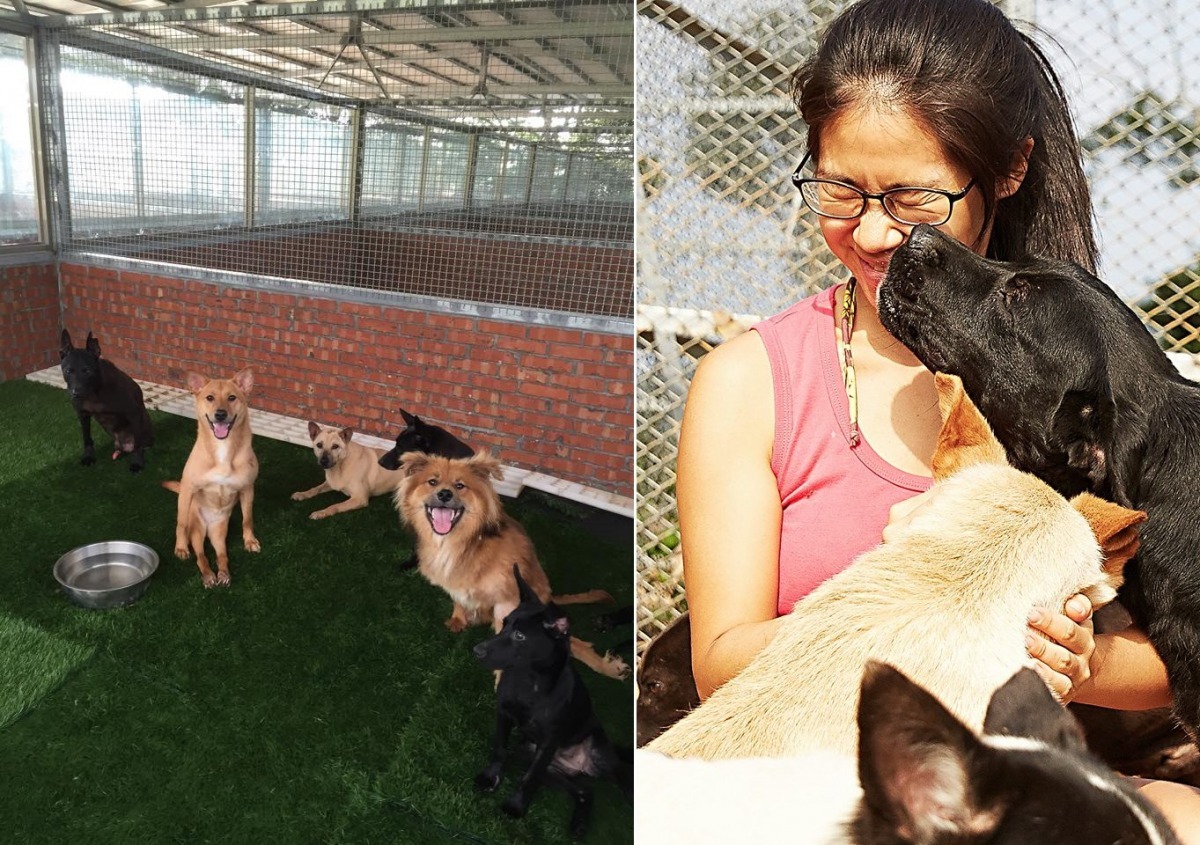 左圖為The PACK Sanctuary的其中一間癱犬房。因為有人細心照顧，這些狗狗雖然行動不便，但仍笑容滿面、溫和親人。　取自The PACK Sanctuary