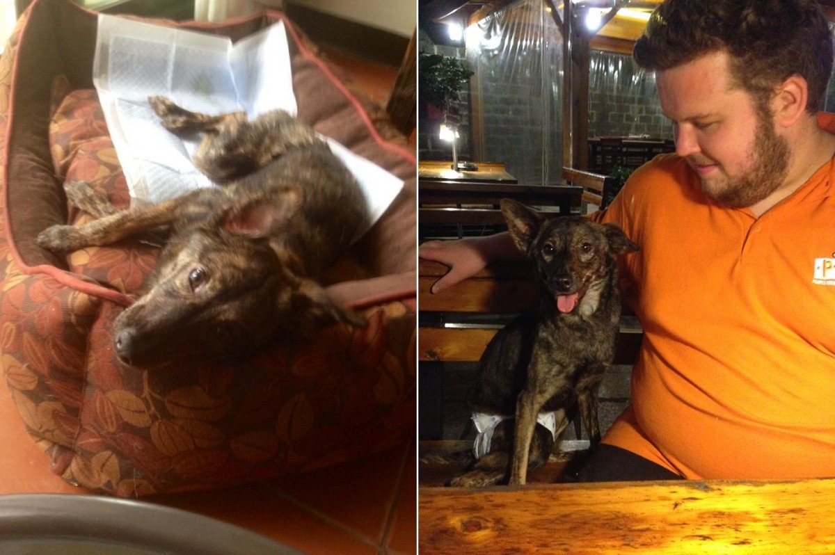 Cara原本全身癱瘓，後來逐步恢復，慢慢能坐(圖右)、能走了。　取自The PACK Sanctuary