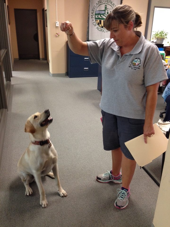 經過訓練的麥克與派斯頓。Photo: Maryland Department of Agricul