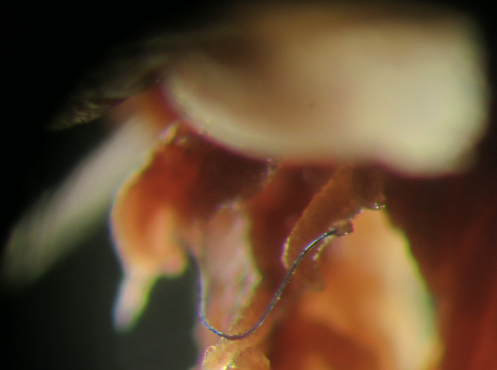 科學家找到深海動物攝食微塑膠的第一個科學證據。圖片來源：Michelle Taylor