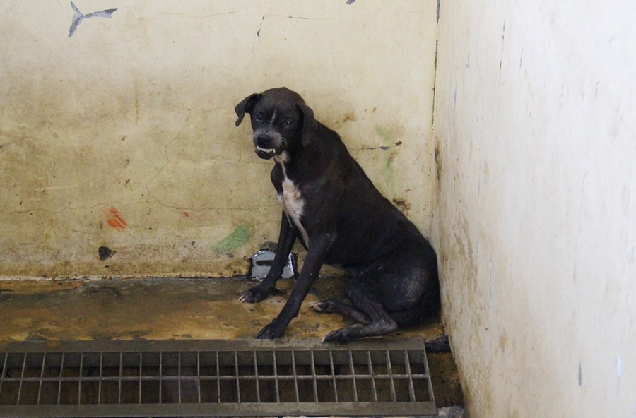 兇猛或是怕人的狗，領養率極低，退養率也高，因此會被排在優先撲殺名單。　示意圖，何宜/攝