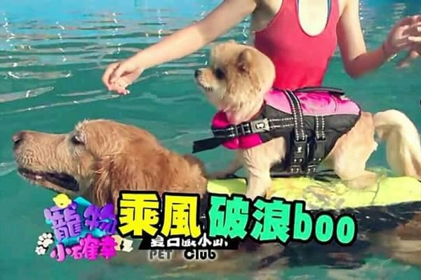 店狗小Boo曾站在黃金獵犬的背上乘風破浪! 跑飯店/提供