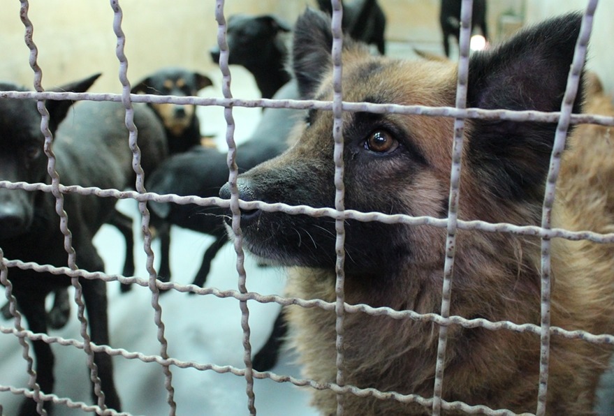 收容空間有限，工作人員只能把機會留給比較有可能被領養的狗。　示意圖，黃靖雅/攝