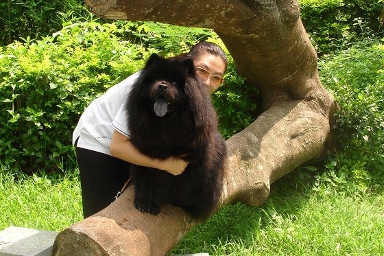 柔寶媽的第一隻鬆獅犬「熊熊」,個性像狗界的國王,教會她和狗兒的相處之道。 柔寶媽/提供