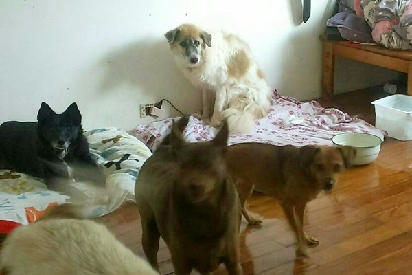 賈佩芳不僅長年餵養河濱浪犬，家中也收養了37隻流浪狗。　照生會/提供