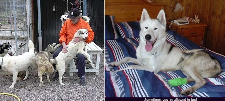 瑞典犬舍，種犬的待遇跟寵物犬相去無幾，犬隻每天有大量的自由活動時間，還有「抱抱」時間。　取自heidiburgh.com