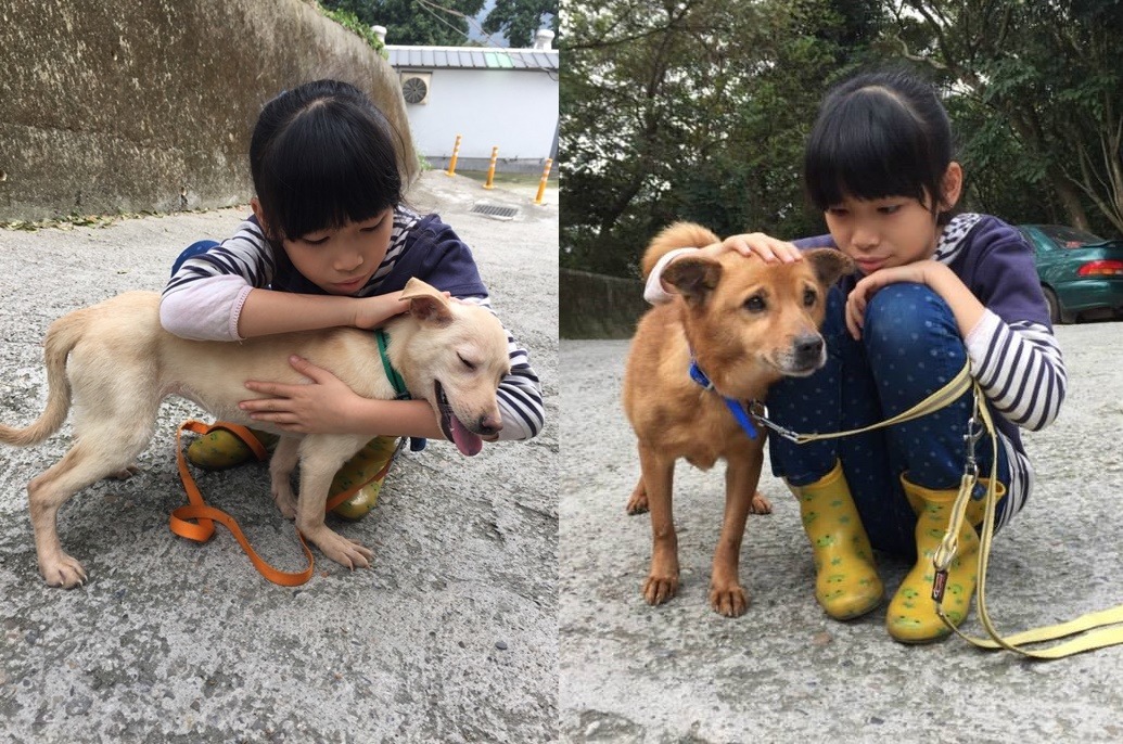 看到狗狗這麼溫和親人，會讓有意願領養的人更加放心。　小鈴鐺/提供