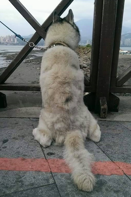 被棄養的饅頭進出收容所3次，剛被游凱群帶回的饅頭看著遠方，心裡是否想著，這會是永遠的家嗎？　游凱群/提供