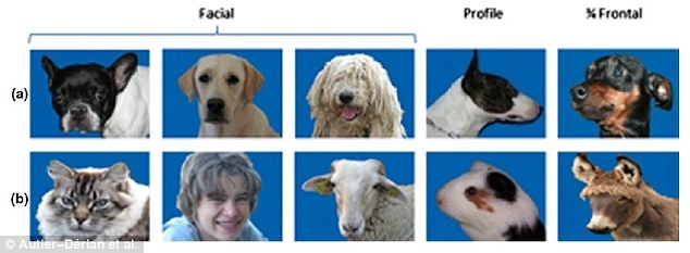 狗雖然認不出鏡子裡的自己，但能根據外貌辨認出其他狗哦！　取自網路