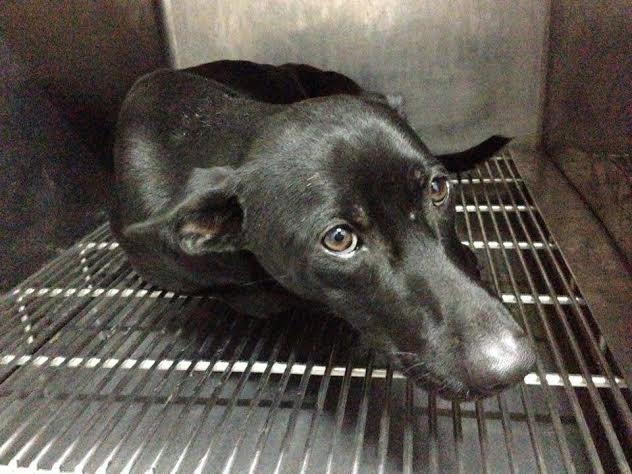 靠著堅強的意志力，Blacky復原成效驚人。　台南市流浪動物愛護協會/提供