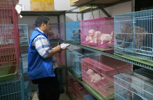 近幾年，各縣市皆積極查緝非法繁殖場。　台灣動物新聞網資料照。新北市動保處/提供