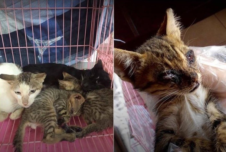 徐春水表示，這次他帶回了3隻病貓回台南醫治，一隻是腳受傷的貓，另外兩隻是上呼吸道感染的成貓。圖中網友瘋傳的上呼吸道感染的貓，之所以沒被帶回，是當地愛媽表示手邊有藥可以幫小貓醫治，希望結紮團隊改帶另外兩隻上呼吸道感染更嚴重的成貓回本島醫治。　取自TNVR-結紮團隊