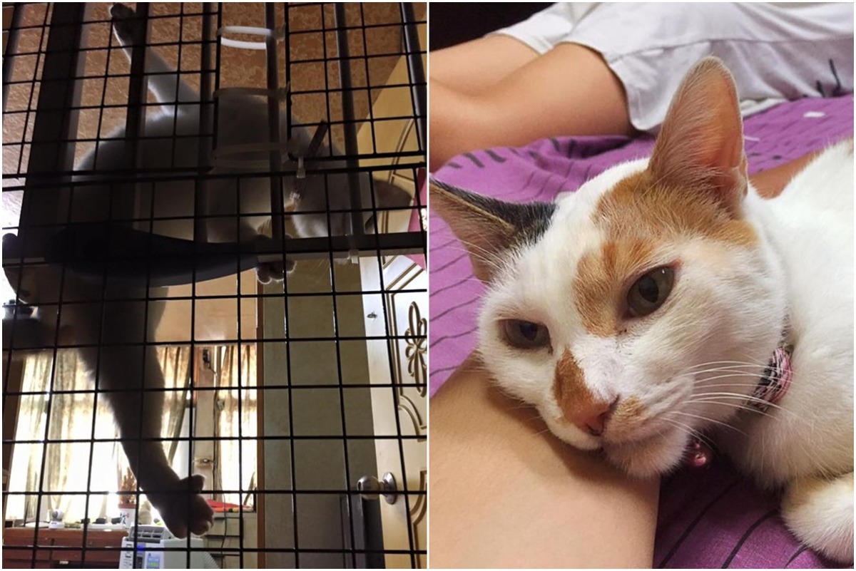 6歲的雪莉跟幼貓一樣精力旺盛。　梁先生/提供