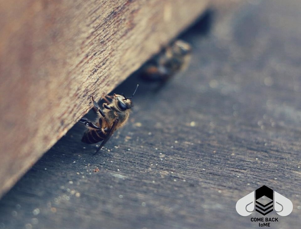 蜜蜂現在以令人費解的速度消失，直到現在，專家還找不到蜜蜂消失的真正原因。　示意圖。城市養蜂是Bee要的/提供