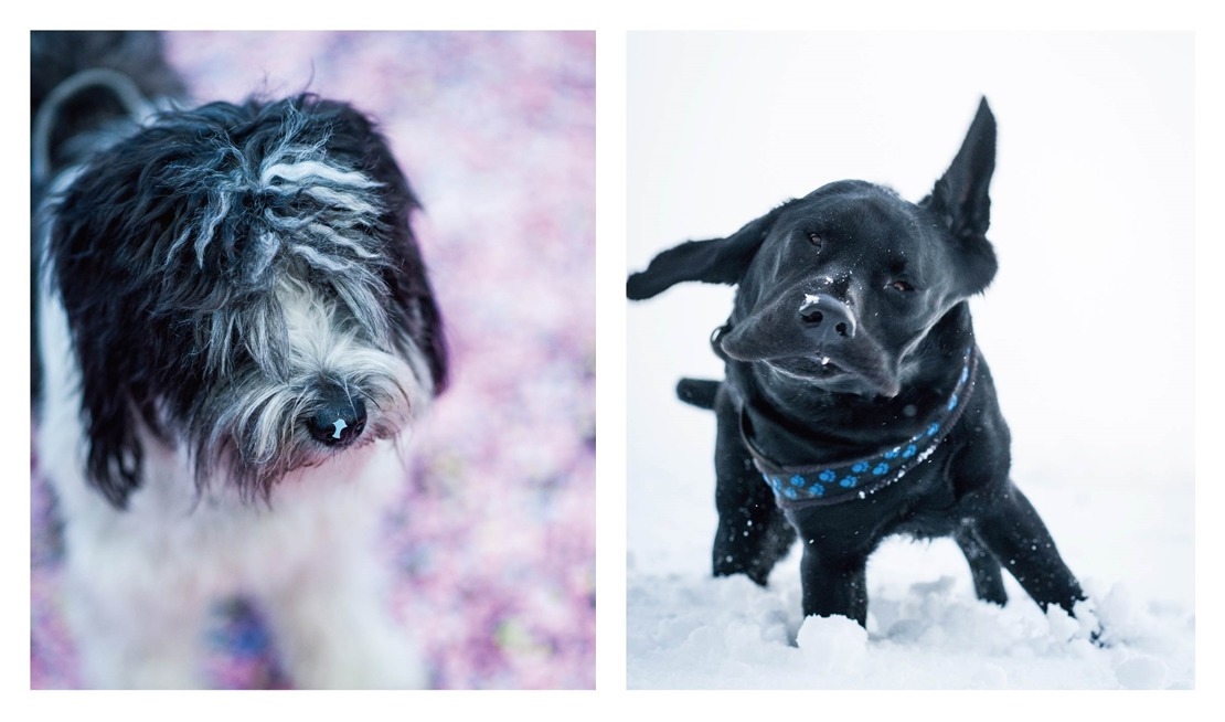 2017年的桌曆改為直式，每張下面都有Mojito對照片的一些附註或心得。圖左為狗桌曆內頁。圖右為明信片。　Mojito/提供