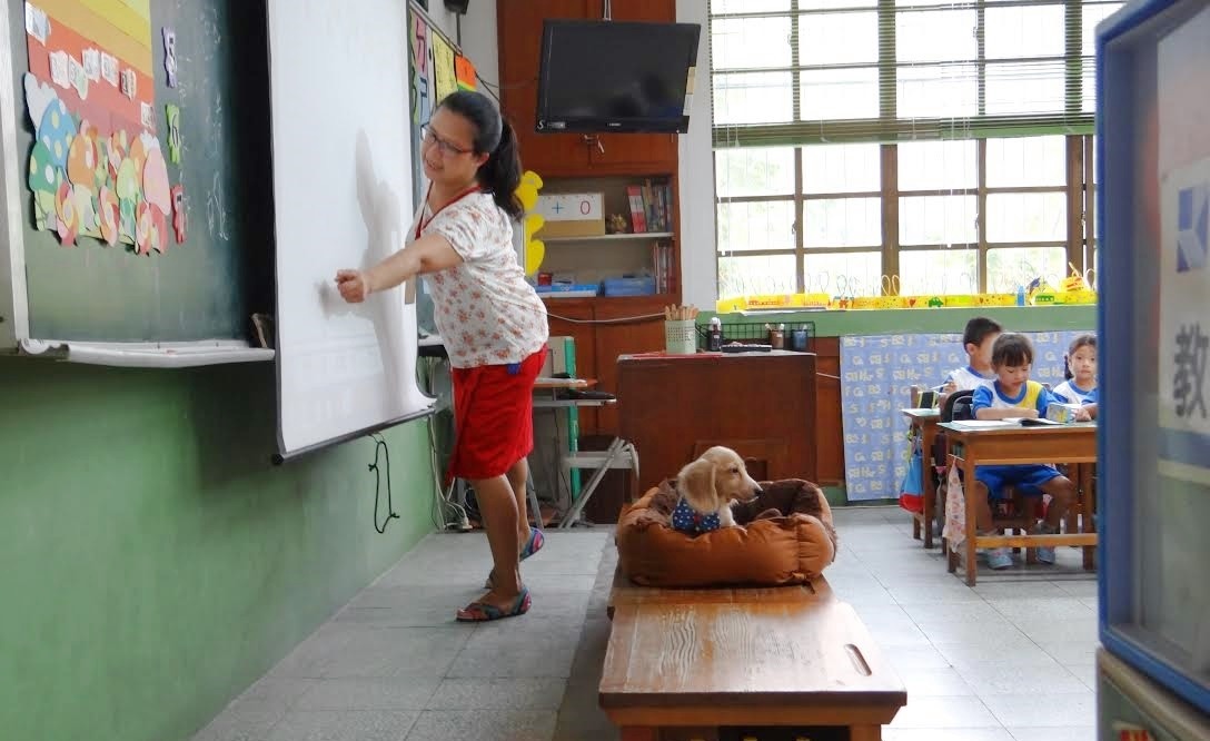 板橋國小的校犬小安原本是新北市動保處破獲非法繁殖場所救援出來的狗狗。老師們都說，小安在教室伴讀，不但不會使學生分心，反而有助於小朋友專心上課。　資料照，羅婉瑜/提供