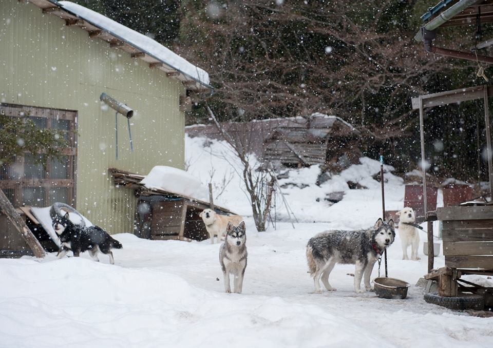 飯館村的這一幕，是敦促上村雄高一再回到福島救助犬貓最重要的動力。　取自上村雄高「Call My Name」日本福島犬貓紀錄展