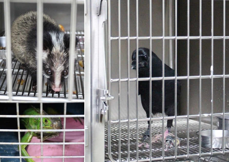 圖為非犬貓專屬病房的病患們。　黃靖雅/攝