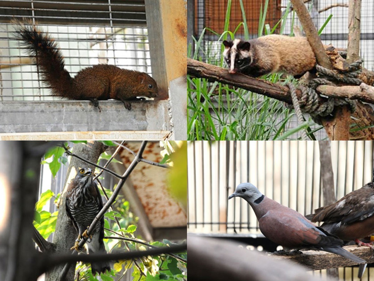 圖為福智和特生中心合作野放過的動物,從左上開始順時針方向分別是赤腹松鼠、白鼻心、紅鳩、鳳頭蒼鷹。 取自福智全球資訊網