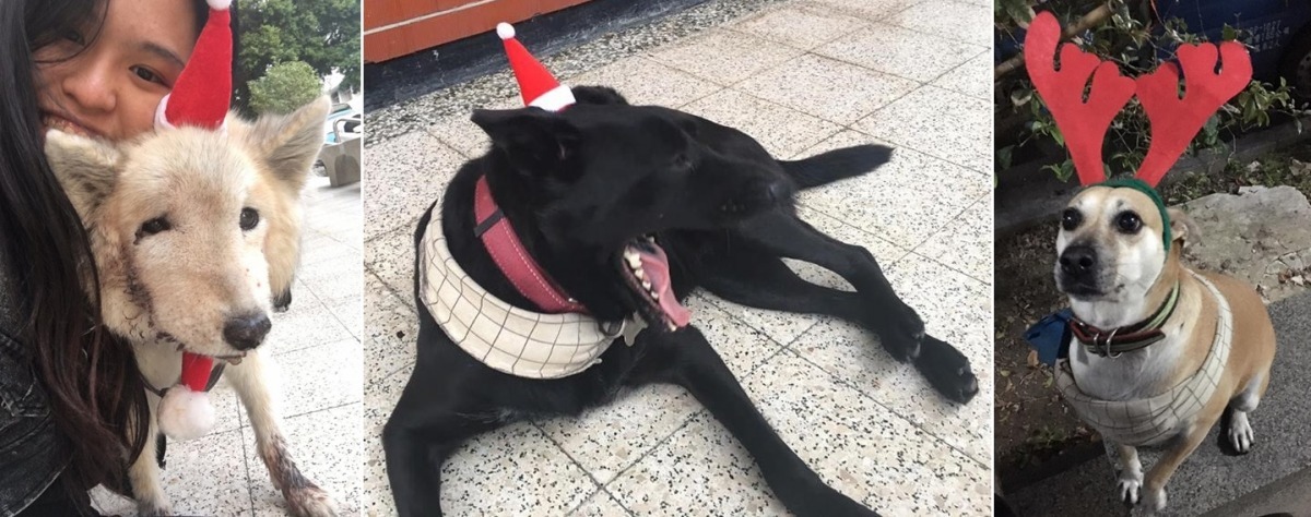 聖誕節將至,前陣子社員特地幫校犬打扮、拍照,可惜小狐來不及過到今年的聖誕節。 輔大愛狗社/提供