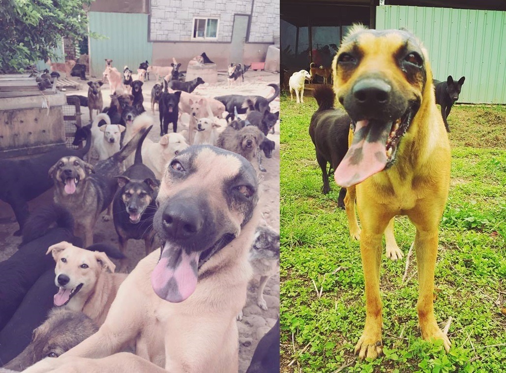 娜娜也是搶鏡頭高手! 李孟寶/提供