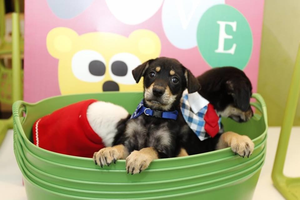 Homwcafe會把每隻準備送養的毛孩打扮得漂漂亮亮，拍下可愛的照片放在粉專上，想領養毛孩的人，也可以先上他們的粉專，看看是否有合眼緣的毛孩。　取自Homecafe