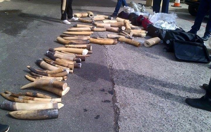 象牙。　取自Environmental Investigation Agency