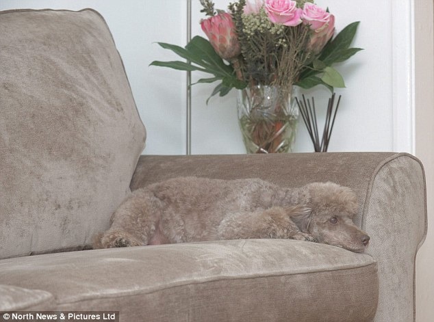 沒有人比你更適合這張椅子了！　取自《dailymail》