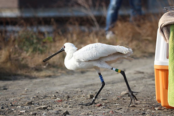 配合智慧放生的法師和信徒,皆需理解野放重質不重量,數量不可能很多。 示意圖。取自福智全球資訊網