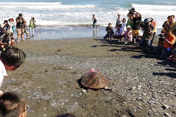 圖為福智佛教基金會和宜蘭縣政府、林務局及海洋大學合作野放玳瑁。 取自福智佛教基金會