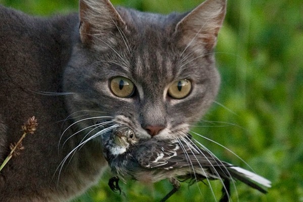 被飼主棄養的犬貓在外頭與其他動物爭地,獵食是本性,但問題是「牠們為什麼在那裡?」 Flickr_Etienne Valois